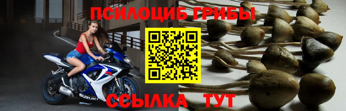 Галлюциногенные грибы Psilocybine cubensis Тамбов